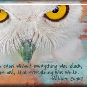 ATC 2018-061 The Crow + The Owl