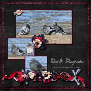 Rock_Pigeon_small