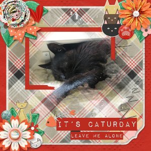 Caturday