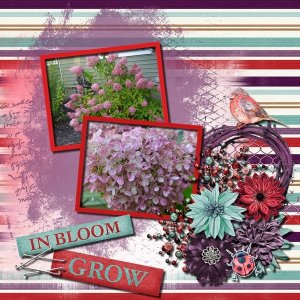 Grow/Bloom