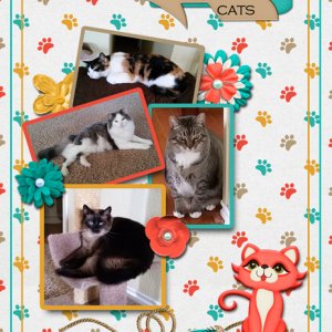 4 cats