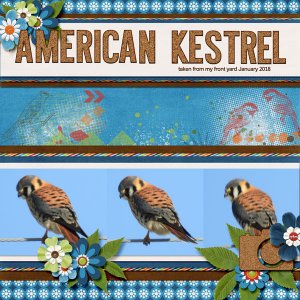 American_Kestrel_small_15