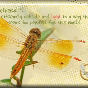 ATC 2018-063 The Dragonfly