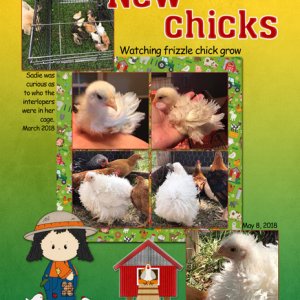 New chicks
