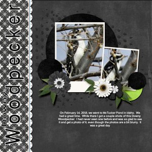 Downay_Woodpecker-Traveloge