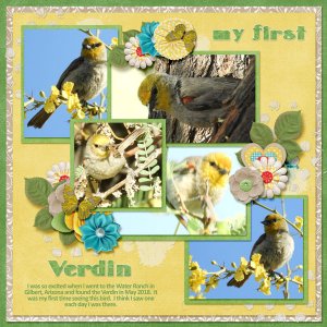 Verdin-Mother
