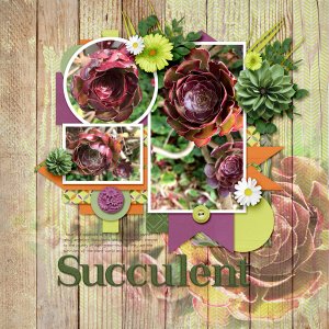 Succulent