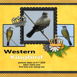 western_kingbird_England