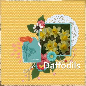 Daffodils