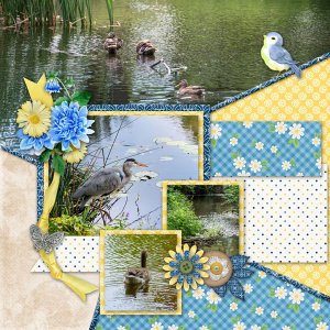 Birds