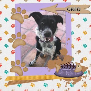 Oreo