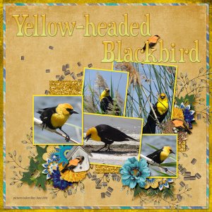 Yell0w-headed_Blackbird_small