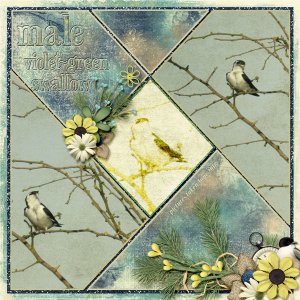 violet-green_swallow_male_small