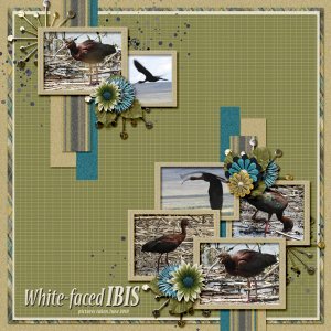 White-faced_Ibis_small