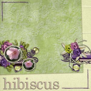 Hibiscus