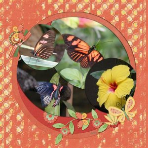 Butterfly Gardens 2010