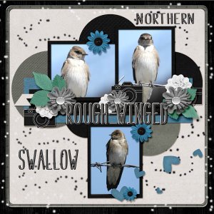 Northern_rough-winged_swallow_small