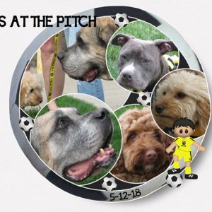 Pups at the Pitch