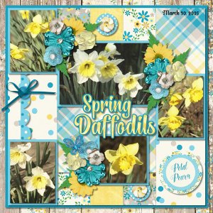 Spring Daffodils