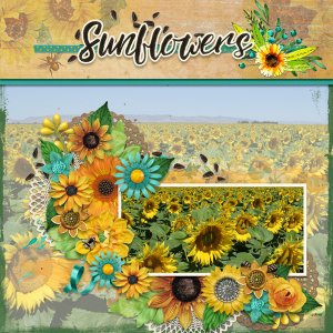 sunflowers