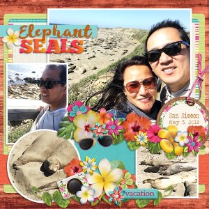 Elephant Seals