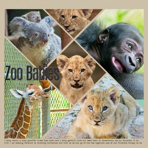 New Zoo Babies