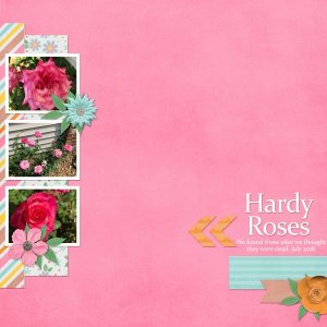 Hardy Roses