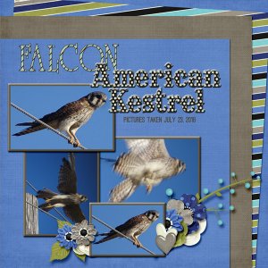 American_Kestrel_2_small