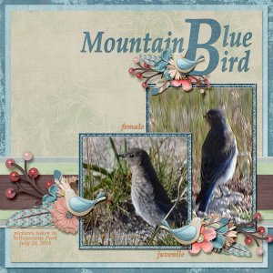 Mountain_Blue_Bird_small