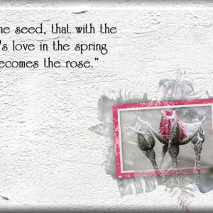 The Rose