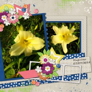 Daylily 2018