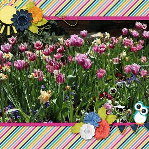 Tulips