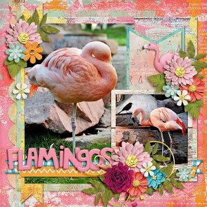 flamingos