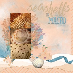 Seashells in Macro