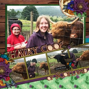 Hairy Coo