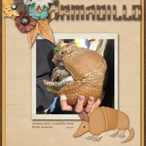 Armadillo