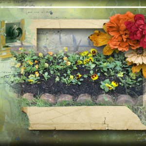 Pansies
