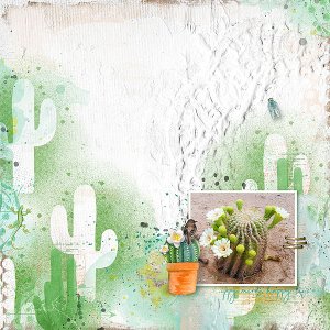 Saguaro Bloom