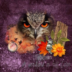 Woodland Owl