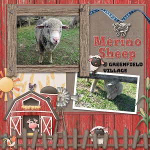 Merino Sheep