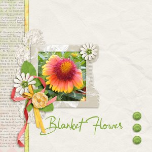 Blanket Flower