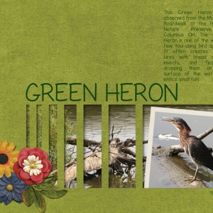 Green Heron