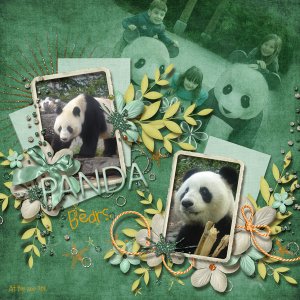 Panda Bears