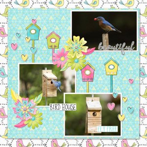 Bluebirds1