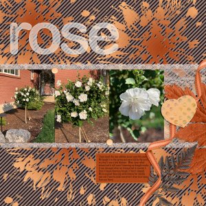 White Chiffon Rose of Sharon