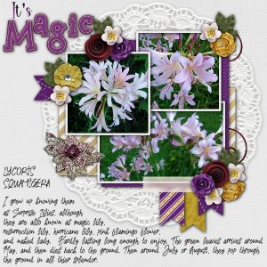 Surprise Lilies