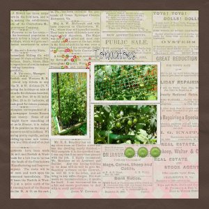 Tomatoes