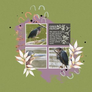 Green Heron
