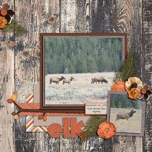 Elk