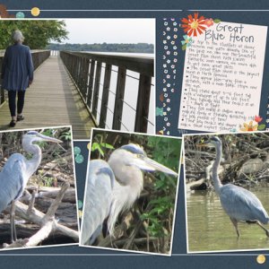 Great Blue Heron